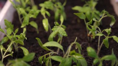 serada fide bahçıvan sulama. su sıçramaları yeşil sürgünler sinek. Yavaş çekim. tarım kavramı. serada fidan yetiştirmek. Close