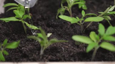 su akışı yeşil sürgünler üzerine düşer ve yere emilir. sera sulama bahçıvan fide. Yavaş çekim. tarım kavramı. serada fidan yetiştirme.