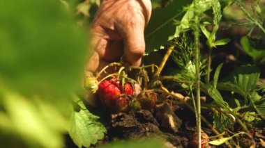 bir Mans el gözyaşları bir çalı kırmızı bir çilek. Close. bir çiftçi olgun bir Berry hasadın. bahçers el bahçede yaz çilek aldı.