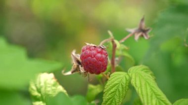 bahçede lezzetli olgun sulu ahududu, büyük bir tatlı ahududu Berry. Organik Berry. Ahududu hasat. Şube üzerinde kırmızı Berry. Bahçe iş