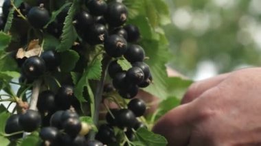 Bahçe, büyük bir tatlı frenk üzümü Berry siyah olgun sulu kuş üzümü. Siyah frenk üzümü hasat bir çiftçi tarafından toplanır. Şube üzerinde lezzetli Berry. Bahçe iş. Close.