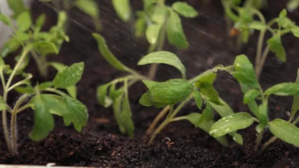 Schizzi di acqua volare ai germogli verdi. Al rallentatore. piantine nella serra che innaffiano il giardiniere. concetto di agricoltura. piantine in crescita nella serra. primo piano — Video Stock