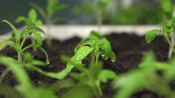 庭師に水をまく温室の苗。水の飛沫は、緑の芽に飛びます。スローモーション。農業の概念。温室で苗を育てる. — ストック動画