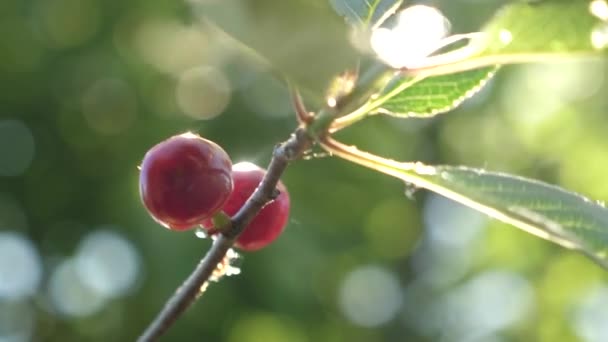 Cereza roja en una rama de árbol con un par de deliciosas bayas. Primer plano. huerto de cerezos con bayas rojas maduras en verano. hermosa llamarada de sol en la cereza madura después de la lluvia . — Vídeos de Stock
