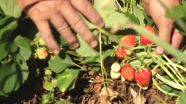 园丁从灌木丛中收集美味的草莓。一个人的手从灌木丛中撕下一个红色的草莓。特写。农民收获成熟的浆果. — 图库视频影像