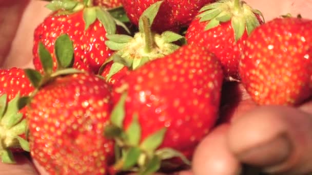 그의 손바닥에 농부는 클로즈업과 빨간 딸기를 보여줍니다. 정원에서 여름에 육즙 맛있는 딸기를 보여주는 남성 야자수. 정원사는 잘 익은 열매를 선택합니다.. — 비디오