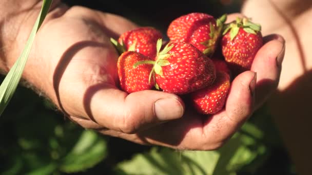 Una mano di uomo prende una fragola rossa da un cespuglio e gliela mette nel palmo della mano. un agricoltore raccoglie una bacca matura. la mano di giardinieri raccoglie fragole nell'estate in giardino. delizioso dessert alla fragola — Video Stock