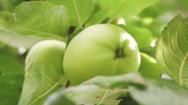 Ağaçta yeşil elma var. Close. Ağaçtaki elmalar. güzel elma güneşin ışınları bir şube üzerinde olgunlaşması. Tarımsal iş. organik meyve. — Stok video