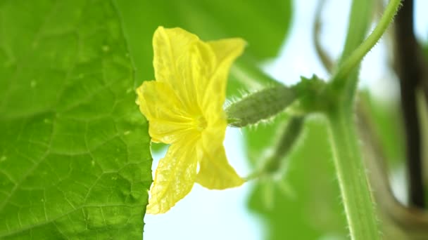 Bloeiende komkommer. Tuin business. gele bloemen van komkommers bloei op de bush. bloei komkommers geteeld in open grond. plantage van komkommers. Groeiende komkommers in kassen. — Stockvideo