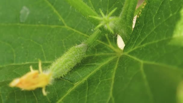 開花キュウリ。キュウリは開花茂みに生えています。新鮮なキュウリは露地で栽培します。きゅうりのプランテーション。温室でキュウリを栽培します。庭のビジネス。生態学上きれい. — ストック動画