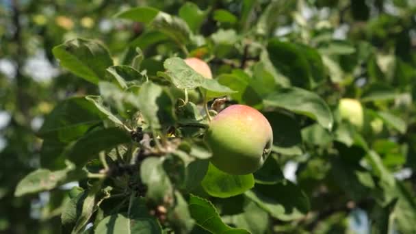 Manzanas verdes en el árbol. fruta orgánica. hermosas manzanas maduran en una rama en los rayos del sol. negocio agrícola. Manzanas en el árbol . — Vídeos de Stock