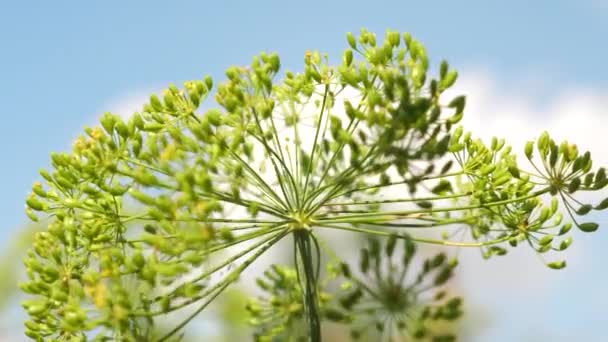 Inflorescencias de eneldo contra el cielo azul. Cultivando eneldo en una plantación de agricultores. Eneldo floreciente de cerca en el verano, primavera en el jardín . — Vídeos de Stock