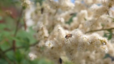 böcekler bir dalda sarı çiçek açan gelen nektar çiçek toplamak. yakın çekim. Ağır çekim. Arı nektarı toplamak ve bir ağaç dalı çiçekler tozlaşmak. Bahar bahçe çiçek tomurcukları ağaçlar üzerinde çiçek.