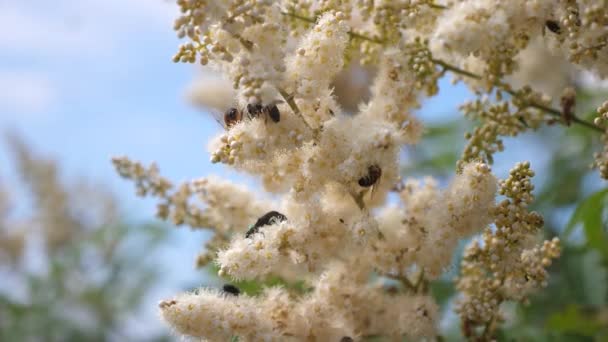 ミツバチは白い花に飛び乗って蜜を集めます。スローモーション。枝に黄白の花を咲かせる様々な昆虫受粉。クローズ アップ。木々には春の庭の花が咲いています。ビーフライト. — ストック動画