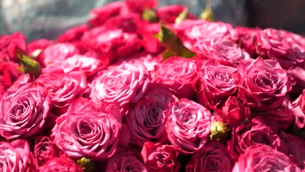 Bouquet di belle rose rosse. primo piano. Una donna tiene tra le mani un bellissimo regalo di rosa da un uomo amato . — Video Stock