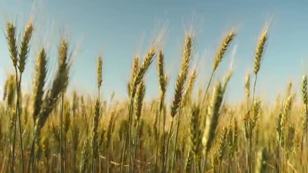 Trigo ecológico. Espiguillas de trigo con grano sacude el viento. campo de trigo maduro contra el cielo azul. cosecha de grano madura en verano. concepto de empresa agrícola . — Vídeos de Stock
