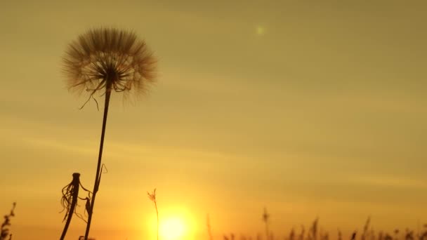 Dandelion in the field on the background of a beautiful sunset. blooming dandelion flower at sunrise. fluffy dandelion in the sun. — Stock Video