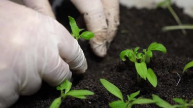 Serada dikilen domateslerin yeşil filizi bahçıvan, eldivenli eller. Close. bilim adamları tarafından serada bitkilerin yetiştirilmesi ve ıslahı. Bahçıvanavuç larında domates fidesi.