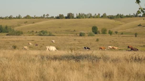 Pasą się krowy na pastwisku. Pojęcie przedsiębiorstwa mleczarskiego. bydło na łące. Pojęcie ekologiczne bydła hodowlanego w rolnictwie. — Wideo stockowe