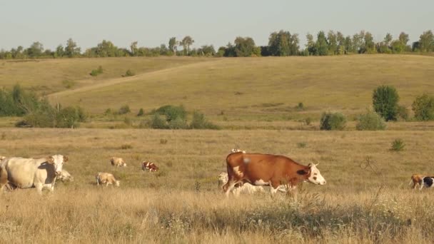 Οι αγελάδες βόσκουν σε βοσκοτόπους. Γαλακτοκομικών προϊόντων της επιχειρηματικής ιδέας. βοοειδή στο λιβάδι. Η έννοια της οικολογικής κτηνοτροφία στη γεωργία. — Αρχείο Βίντεο