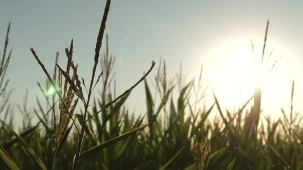 トウモロコシは明るい太陽の下で咲く。夏の緑のトウモロコシ畑。農業ビジネス。トウモロコシは明るい太陽の下で咲く。夏の緑のトウモロコシ畑。農業ビジネス。トウモロコシの花クローズアップ. — ストック動画