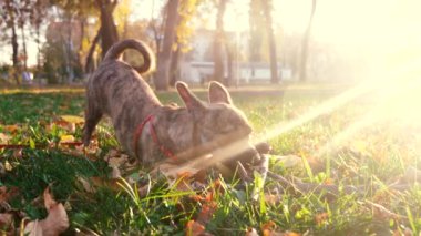 sahibi parkta köpek ile yürür. Köpek batan güneşin parıltısı parkta sopa ile oynar. Evcil hayvanlar için bakım ve eğitim.