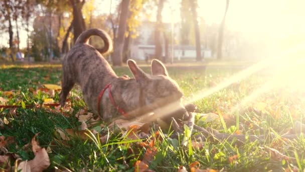 飼い主は公園で犬と一緒に散歩します。犬は夕日のまぶしさの中で公園で棒で遊びます。ペットのケアとトレーニング. — ストック動画
