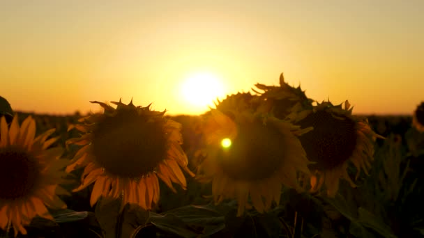 Slunečnicové květy na poli v paprscích nádherného západu slunce. Close-up. Koncepce zemědělského podnikání. bioslunečnicová sklizeň. — Stock video