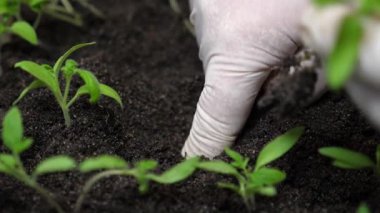 Toprağa ekilmiş yeşil filizler, kadın eli eldivenli serada. Yakın plan. Çiftçilerin yetiştirdiği bir serada organ nakli yapılıyor. Avuç içlerindeki domates tohumu..