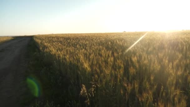 La cosecha de granos madura en verano. gran campo de trigo maduro y un camino rural. Espiguillas de trigo con grano sacude el viento. El concepto de negocio agrícola. trigo orgánico — Vídeo de stock
