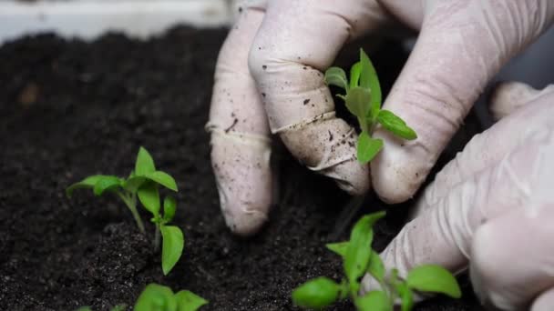 Teelt en selectie van zaailingen in de kassenbouwer. Tomaten zaailing in de tuinders palmen. Een groene zaailing wordt in de grond geplant in een kas met handschoenen. Close-up. — Stockvideo