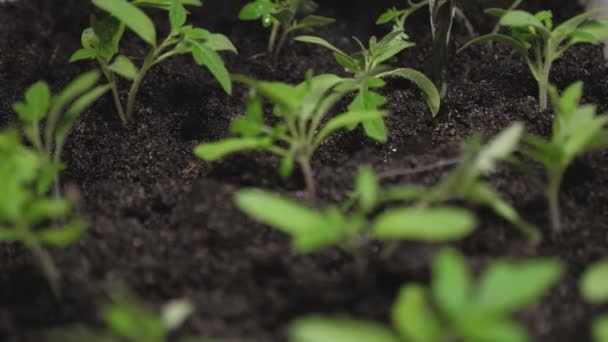 Irrigation of seedlings in the greenhouse. Slow motion. splashes of water fly to green shoots. seedlings in greenhouse watering a gardener. concept of agriculture. Growing seedlings in greenhouse — Stock Video