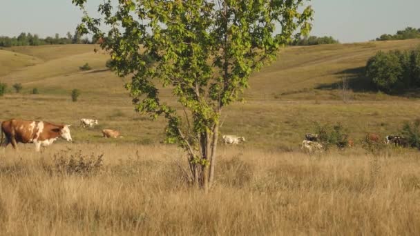 Krávy se pasou na pastvinách. Mléčné obchodní koncepce. skot na louce. Koncepce ekologického chovu dobytka v zemědělství. — Stock video