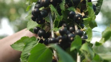 Bahçe, büyük bir tatlı frenk üzümü Berry siyah olgun sulu kuş üzümü. Siyah frenk üzümü hasat bir çiftçi tarafından toplanır. Şube üzerinde lezzetli Berry. Bahçe iş. Close.