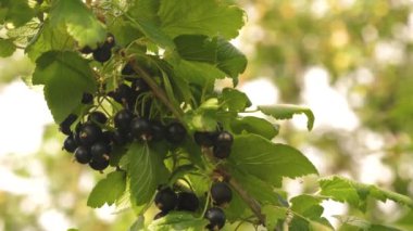 Bahçe, büyük bir tatlı frenk üzümü Berry siyah olgun sulu kuş üzümü. Kuş üzümü topla. Şube üzerinde lezzetli Berry. Bahçe iş. Close.