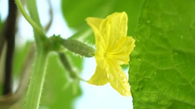 sarı çiçek salatalık çiçek Bush. açık alanda yetiştirilen salatalık çiçeklenme. Plantation salatalık. Seralarda salatalık büyüyen. Bahçe iş. çiçek açan salatalık.