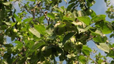 çevre dostu elma. Ağaçta yeşil elma var. güzel elma güneşin ışınları bir şube üzerinde olgunlaşması. Tarımsal iş. Ağaçtaki elmalar.