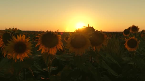 Florescendo campo de girassol nos raios de um belo pôr do sol. conceito de negócio agrícola. colheita biológica girassol . — Vídeo de Stock