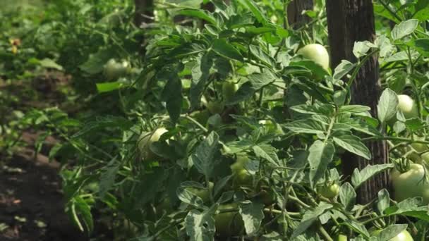 Vihreät tomaatit roikkuvat oksalla. Sikiö tomaatti kasvi kasvihuoneessa. maatalousalalla. kypsiä tomaatteja maatilan plantaasilla keväällä, kesällä lähikuva . — kuvapankkivideo