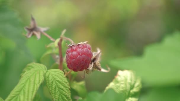 Rote reife saftige Himbeeren im Garten, eine große süße Himbeere. Himbeerernte. leckere Beeren auf dem Zweig. Bio-Beere. Gartengeschäft — Stockvideo