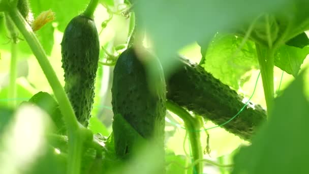 Свіжі огірки, вирощені у відкритому грунті. плантація огірків. Вирощування огірків в теплицях. зелені огірки ростуть на кущі. садовий бізнес. квітучий огірок. екологічно чисті . — стокове відео