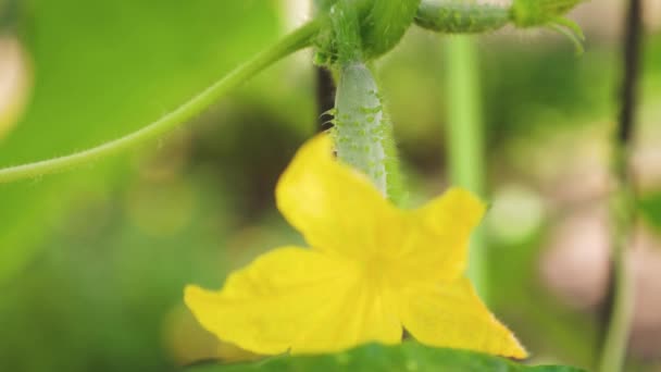 Yellow flowers of cucumbers bloom on the bush. flowering cucumbers grown in open ground. plantation of cucumbers. Growing cucumbers in greenhouses. garden business. blooming cucumber. — Stock Video