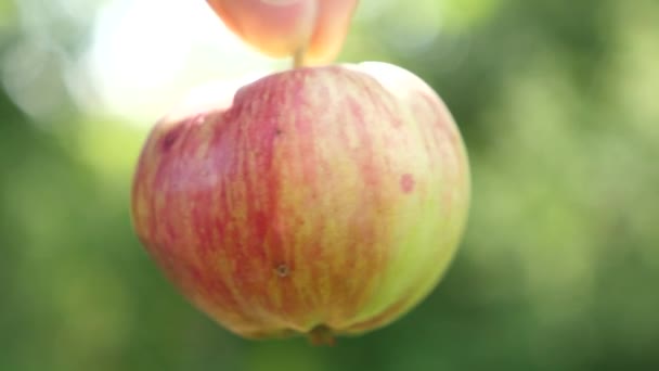 Mogna äpplen i hand. röda äpplen mogna håll med fingrarna. närbild — Stockvideo
