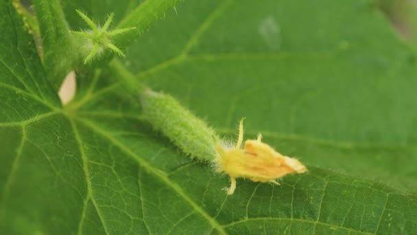 Cultiver des concombres dans des serres. jardinage. écologiquement propre. concombre en fleurs. concombre pousse sur un buisson fleuri. concombres frais cultivés en plein champ. plantation de concombres .