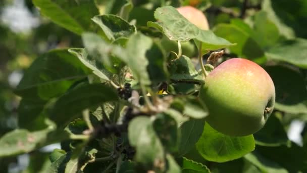 Maçãs verdes na árvore. fruta orgânica. belas maçãs amadurecem em um ramo nos raios do sol. Negócios agrícolas. Maçãs na árvore . — Vídeo de Stock