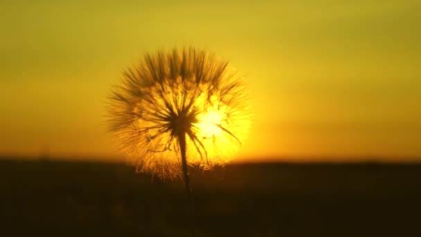 Dandelion in the field on the background of a beautiful sunset. blooming dandelion flower at sunrise. fluffy dandelion in the sun. — Stock Video