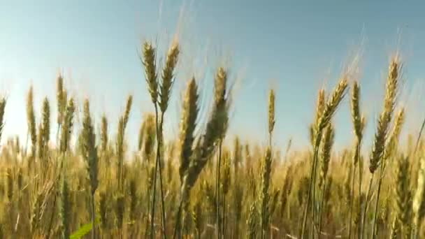 Pole zralosti pšenice proti modré obloze. Špičáky pšenice s obilím otřásají větrem. Sklizeň zrní v létě. zemědělský podnikatelský koncept. šetrná k životnímu prostředí — Stock video