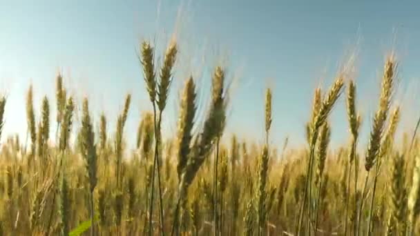 Campo de trigo amadurecendo contra o céu azul. Espiguetas de trigo com grão agita o vento. colheita de grãos amadurece no verão. conceito de negócio agrícola. trigo amigo do ambiente — Vídeo de Stock