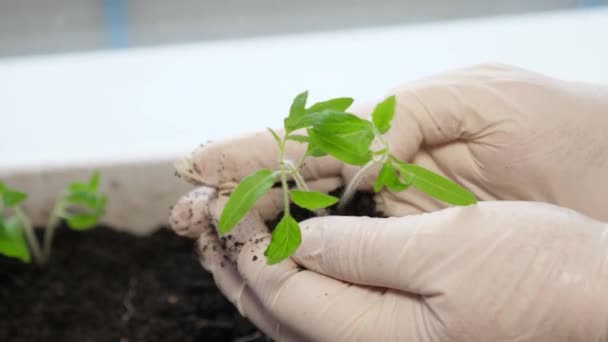 若い女の子は、小さな緑の植物と土壌の一握りを保持します。地球、生態学、緑の環境を保護する成長、ケア、持続可能性の概念とシンボル。白人十代の女の子の手 — ストック動画