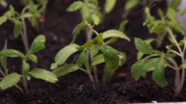 Schizzi di acqua volare ai germogli verdi. Al rallentatore. piantine nella serra che innaffiano il giardiniere. concetto di agricoltura. piantine in crescita nella serra . — Video Stock